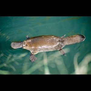 Meet your Posher, Camilla